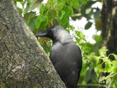Corvus splendens