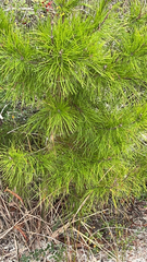 Pinus clausa