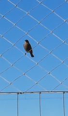 Phoenicurus ochruros