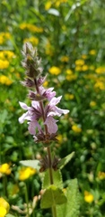 Stachys pilosa