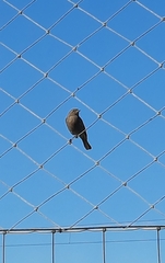 Phoenicurus ochruros