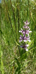 Stachys pilosa