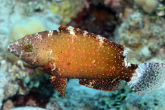 Cheilinus chlorourus