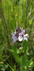 Stachys pilosa