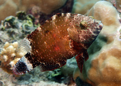 Cheilinus chlorourus