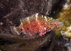 Cheilinus chlorourus