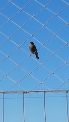 Phoenicurus ochruros