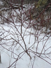 Cornus obliqua