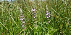 Stachys pilosa