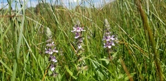 Stachys pilosa