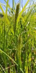 Carex atherodes
