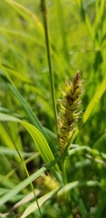 Carex atherodes