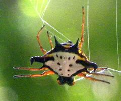 Gasteracantha crucigera