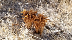 Aphyllon franciscanum