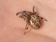 Larinioides cornutus