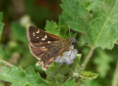 Dardarina salta