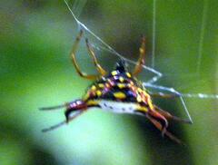 Gasteracantha crucigera