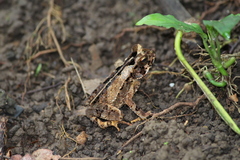 Incilius melanochlorus