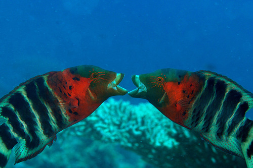 Redbreast Maori Wrasse
