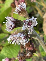 Petasites pyrenaicus