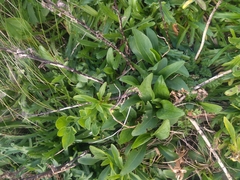 Solidago azorica