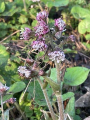 Petasites pyrenaicus