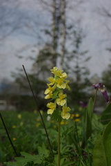 Corydalis bracteata