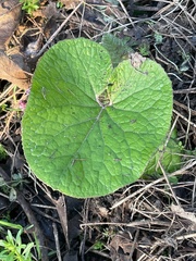 Petasites pyrenaicus
