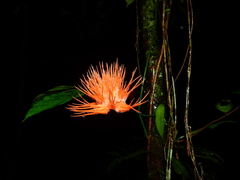 Gurania huebneri