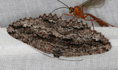 Scioglyptis canescaria