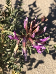 Astragalus crotalariae