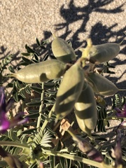 Astragalus crotalariae