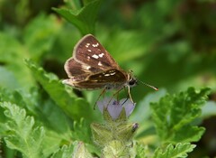 Dardarina salta