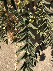 Astragalus crotalariae