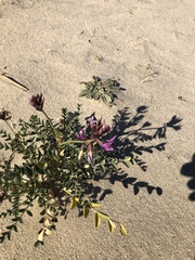 Astragalus crotalariae