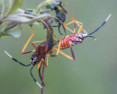 Holhymenia histrio