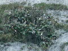 Pachystegia insignis