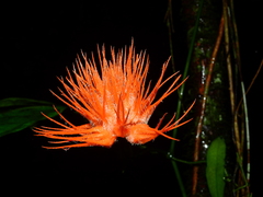 Gurania huebneri