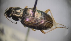Bembidion confusum