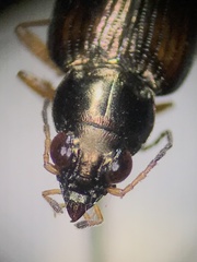 Bembidion confusum