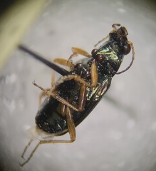 Bembidion confusum