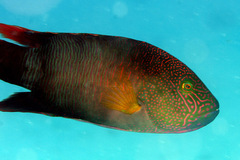 Cheilinus trilobatus