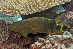 Cheilinus trilobatus