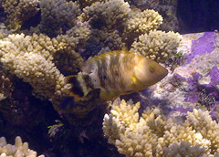 Cheilinus trilobatus