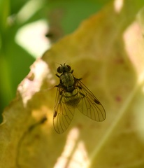 Chrysopilus cristatus