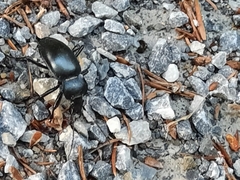 Carabus glabratus
