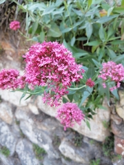 Centranthus ruber