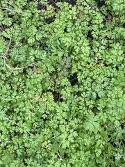 Chaerophyllum tainturieri