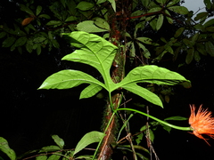 Gurania huebneri