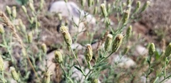 Brickellia oblongifolia